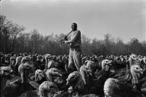 Turkeys for Thanksgiving 